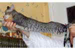 [Oriental brown spotted tabby, Apollo des Sables d'Opale]