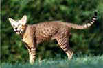 [Oriental brown spotted tabby, Enki de l'Ile des Ravageurs]