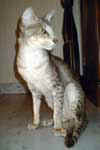 [Oriental bleu silver spotted tabby, Urban Legend de Mahat Mata]