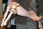 [Peterbald]