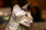 [Peterbald chocolat tabby, Jizel Nevskya Dinastya]