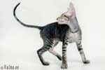 Peterbald brown tabby, Spots Jr Natural Elegance