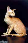 [Peterbald red spotted tabby, Alf Roxy Konty]