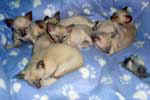 [Association des Chatons Siamois]