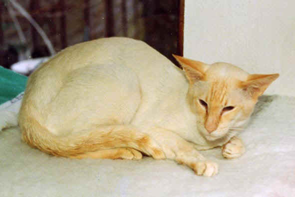 Résultats de recherche d'images pour « chat siamois roux »