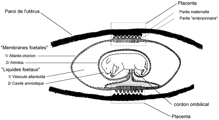[Fœtus et enveloppes f½tales]