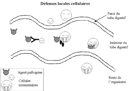 [Défenses locales cellulaires au niveau des muqueuses du chaton]