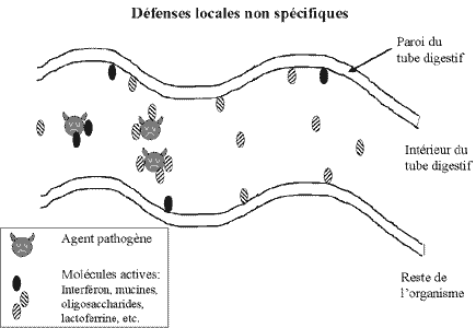 [Défenses locales non spécifiques au niveau des muqueuses du chaton]