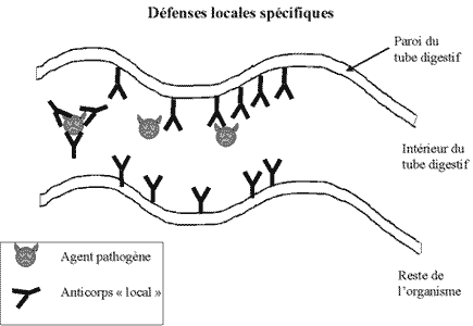 [Défenses locales spécifiques au niveau des muqueuses du chaton]