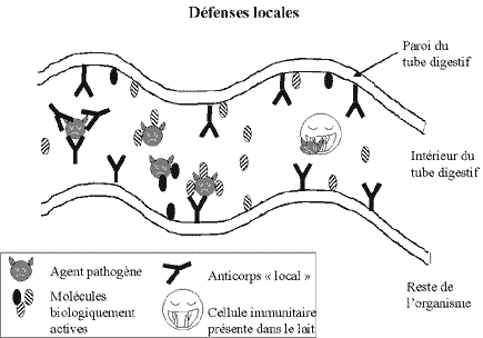 Des défenses locales