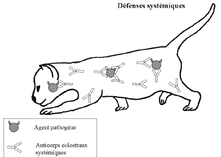 [Défenses systémiques apportées par le colostrum]