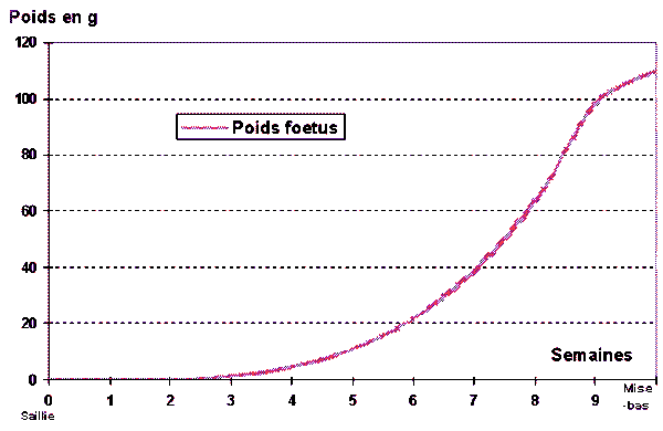 [Evolution pondérale du foetus]