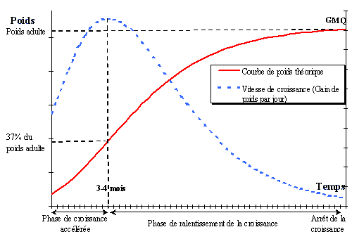 [Allure générale de la courbe de poids théorique et du gain de poids quotidien théorique]