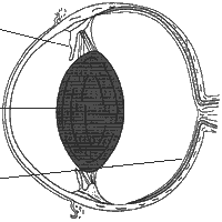 [Coupe tranversale de l’oeil]