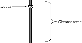 [Chromosome, gène et locus]