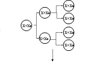 [Divisions cellulaires initiales, concervant les 2 chromosomes X]