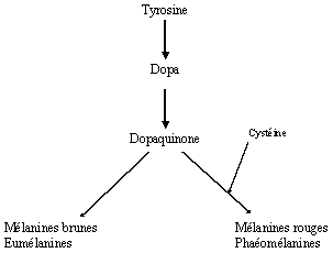 [Synthése des pigments mélaniques]