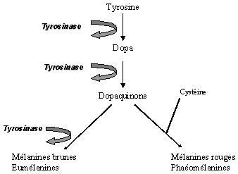 action de la tyrosinase