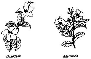 [Allamanda, Diplodenia]