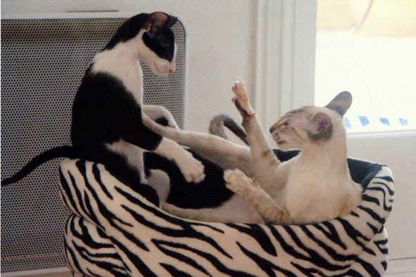premiere rencontre entre chat