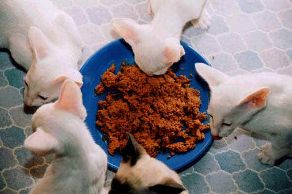 Pâtée pour chaton : une aide précieuse pour le sevrage du chaton