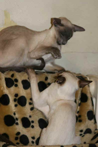 rencontre deux chats adultes