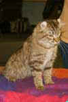 [American curl PL chocolat spotted tabby, Gaelicurl’s Lagrouffe, éleveur, propriétaire Barbara Kreusch, photo expo Pontoise mars 2005]