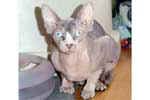 [Sphynx chocolat mackerel tabby mink et blanc, Nefertiti Utanis]