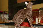 [Cornish Rex chocolat, Selena's Light Houston, propriétaire Françoise Brigode, photo expo Wattrelos juin 2008]