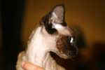 [Devon rex chocolat point, Legya Della Luna Dei Gatti, propriétaire Eva Vincent-Schmid, photo expo Sens mai 2006]