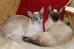 [Cornish rex chocolat point et bleu point et blanc, Parminous Tortignoles et Parminous Zed]