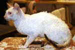 [Cornish Rex chocolat tortie point et blanc, Shanelle du Val de Bionne, propriétaire: Edmée Boisquillon, photo expo Ath 2005]