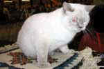 [British shorthair lilac point, Vick de Malibur, éleveur Jean Luc Bour, photo expo Baltard 2005]