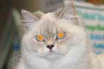 [British longhair lilac tabby point, Violetta of the Aristo Cattery, proprietaires Eric et Katy Dupont, Photo expo Lille, septembre 2005]