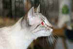 [Thai seal tabby point, Arkana Princesse du Siam, éleveur Jean Luc Roffredo, photo expo Lille 2006]