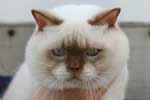 [British Shorthair cinnamon point, Arry Cinnamon Potter du Chene Landry, éleveur Catherine Mercy, photo expo Sens 2006]