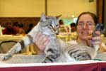 [American Bobtail Seal tabby point, Attitudeacres Hard to B Humble, propriétaire James Mary-Hudec, photo expo Orléans, octobre 2005]