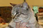 [American Bobtail Seal tabby point, Attitudeacres Hard to B Humble, propriétaire James Mary-Hudec, photo expo Orléans, octobre 2005]