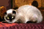 [Scottish Fold seal point, Azur des Petites Frimousses, propriétaire Corinne Duquesne, photo Amiens février 2005]