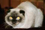 [Scottish Fold seal point, Azur des Petites Frimousses, propriétaire Corinne Duquesne, photo Amiens février 2005]