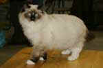 [Ragdoll seal point mitted, Ragmagic's You Ought 2B in Pictures, propriétaire Amy Stadler et Barbara Kreusch, photo expo Pontoise mars 2005]