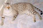 [Bengal seal tabby point, Uttar Kahn des Onces, propriétaire Stephanie Reimann]