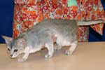 [Abyssin bleu silver tabby, ADN Silver d'Alyse de la Pagerie, éleveur Alyse Brisson, photo Orléans 2006]