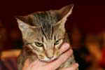[Ocicat brown spotted tabby, Aménophis Rois Soleil, propriétaire Fabienne Obe, photo expo Sannois février 2007]