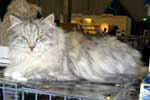 [Sibérien black tortie silver mackerel tabby et blanc, Andokaja’s Zoe, propriétaireKerstin Baumgarten, photo Utrecht janvier 2005]