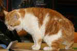 [Manx red blotched tabby et blanc, Aragorn de Lord of Man, éleveur Georges Catell, photo expo Sens 2008]