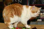 [Manx red blotched tabby et blanc, Aragorn de Lord of Man, éleveur Georges Catell, photo expo Sens 2008]