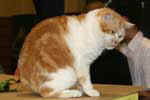 [Manx red blotched tabby et blanc, Aragorn de Lord of Man, éleveur Georges Catell, photo expo Sens 2008]