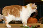 [Manx red blotched tabby et blanc, Aragorn de Lord of Man, éleveur Georges Catell, photo expo Sens 2008]