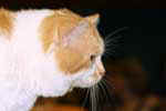 [Manx red blotched tabby et blanc, Aragorn de Lord of Man, éleveur Georges Catell, photo expo Sens 2008]